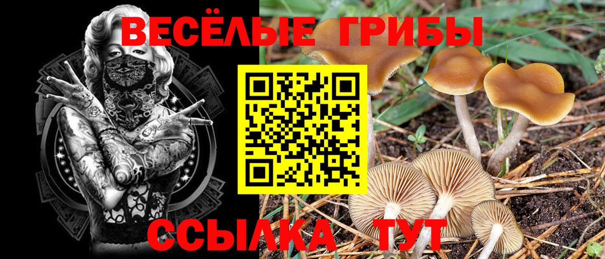 Псилоцибиновые грибы Cubensis Людиново